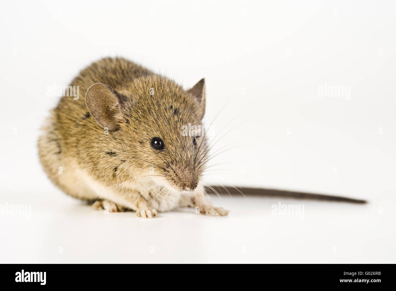 House Mouse (Mus musculus) Stock Photo