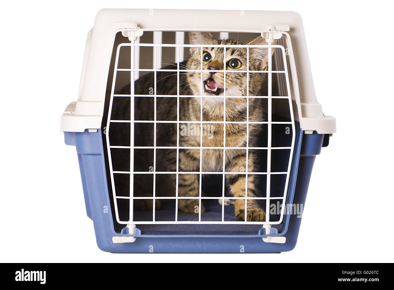 tiger cat in a cat cage Stock Photo