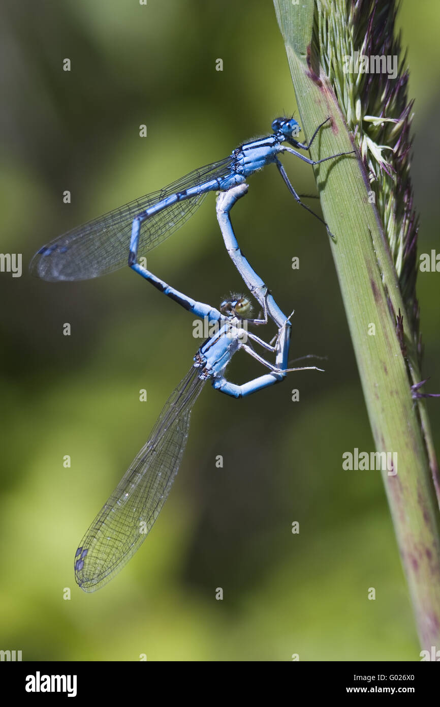 Azure Damselfly (Coenagrion puella Stock Photo - Alamy