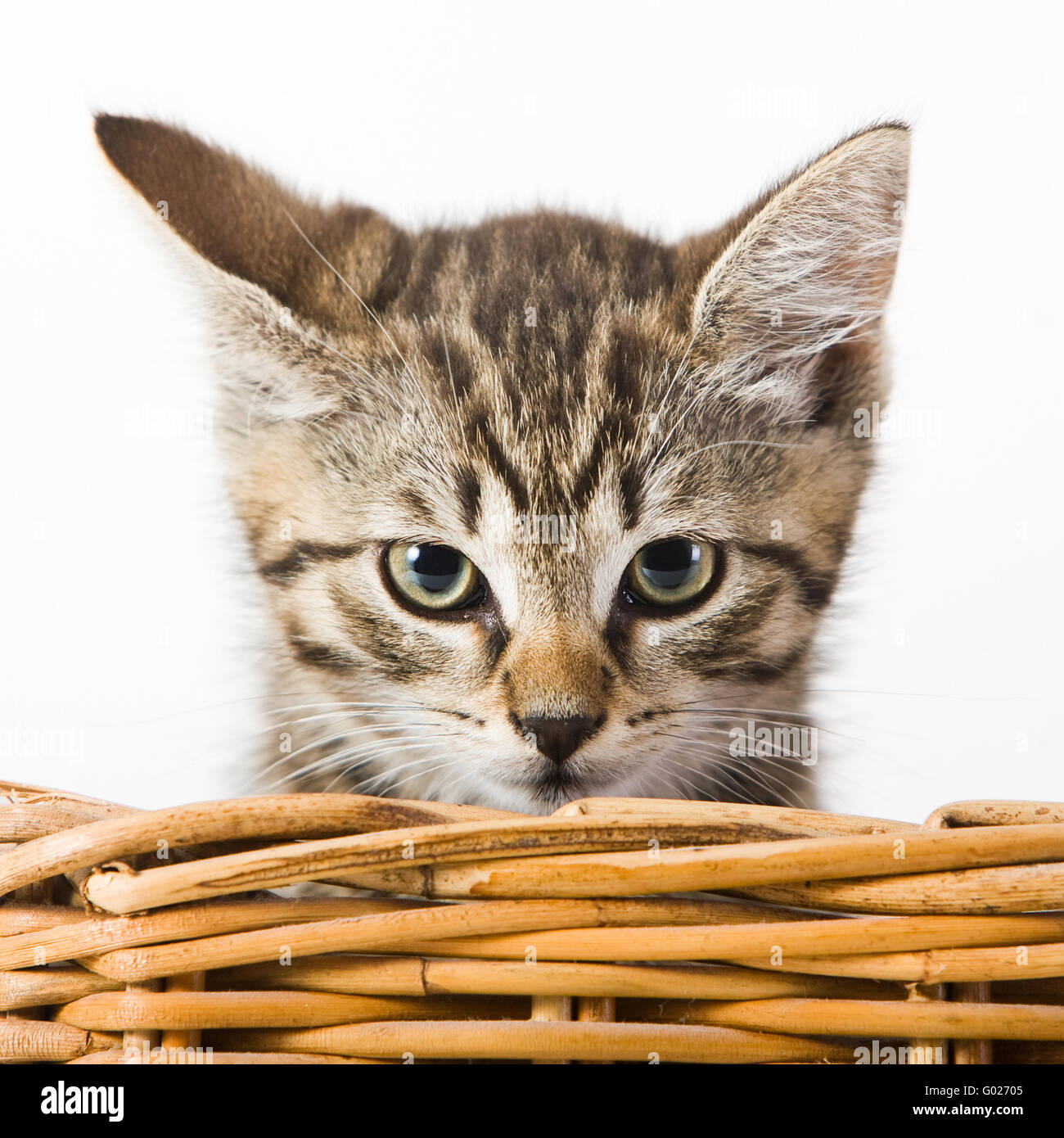 house cat in a basket Stock Photo