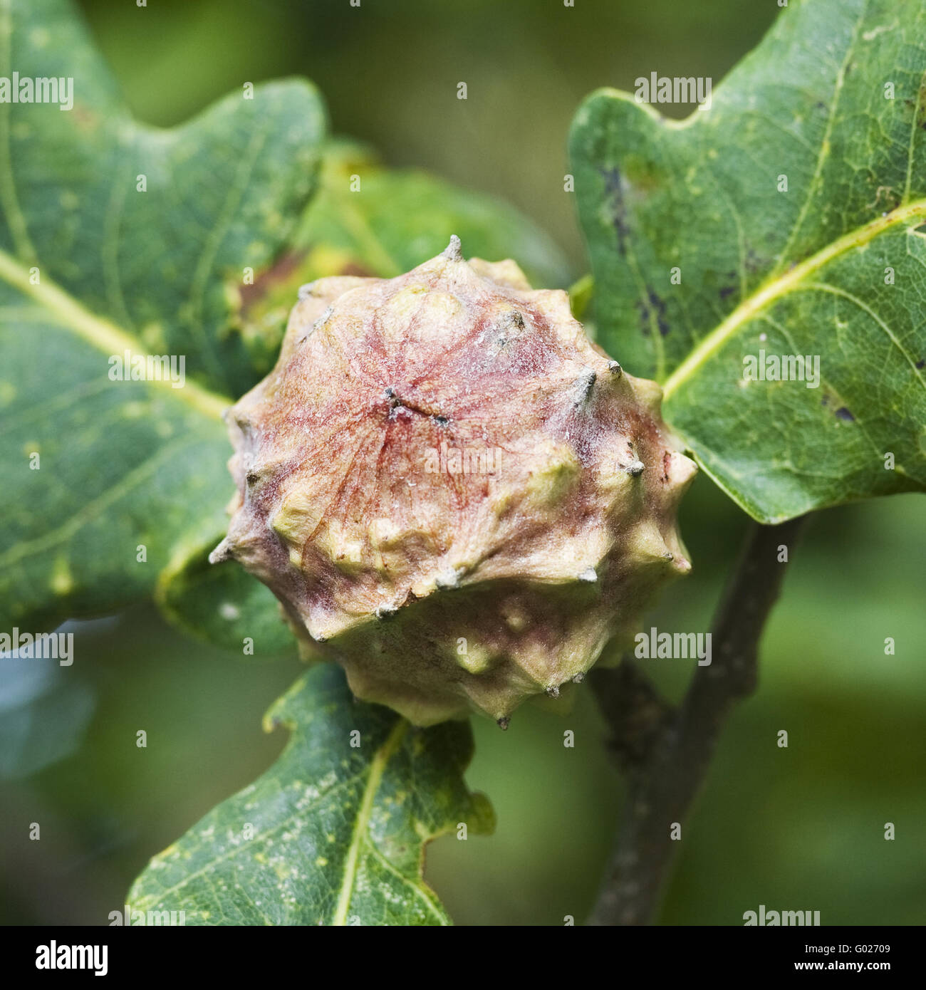 gall on a oak from a gall wasp Stock Photo Alamy