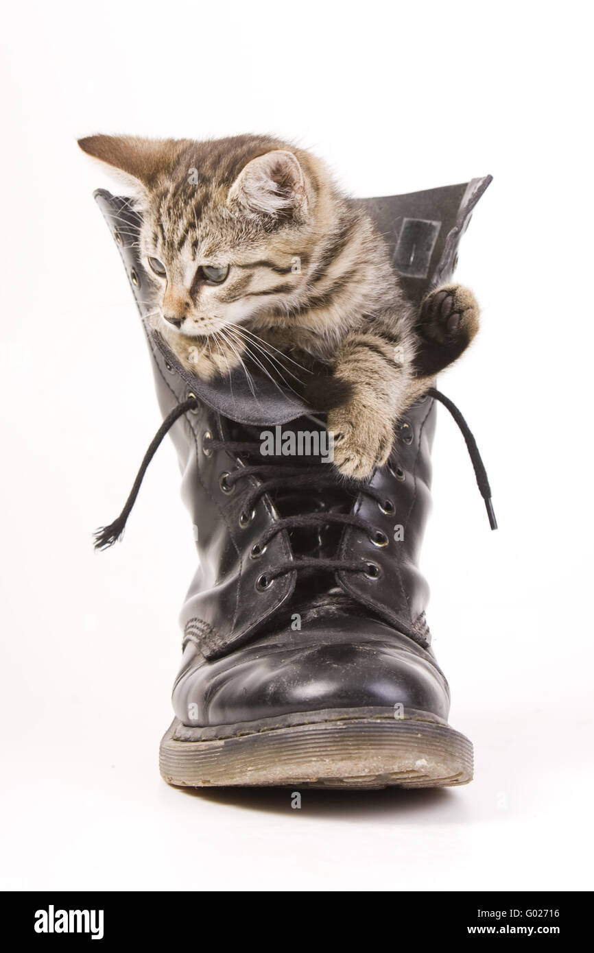 kitten in a boot Stock Photo - Alamy