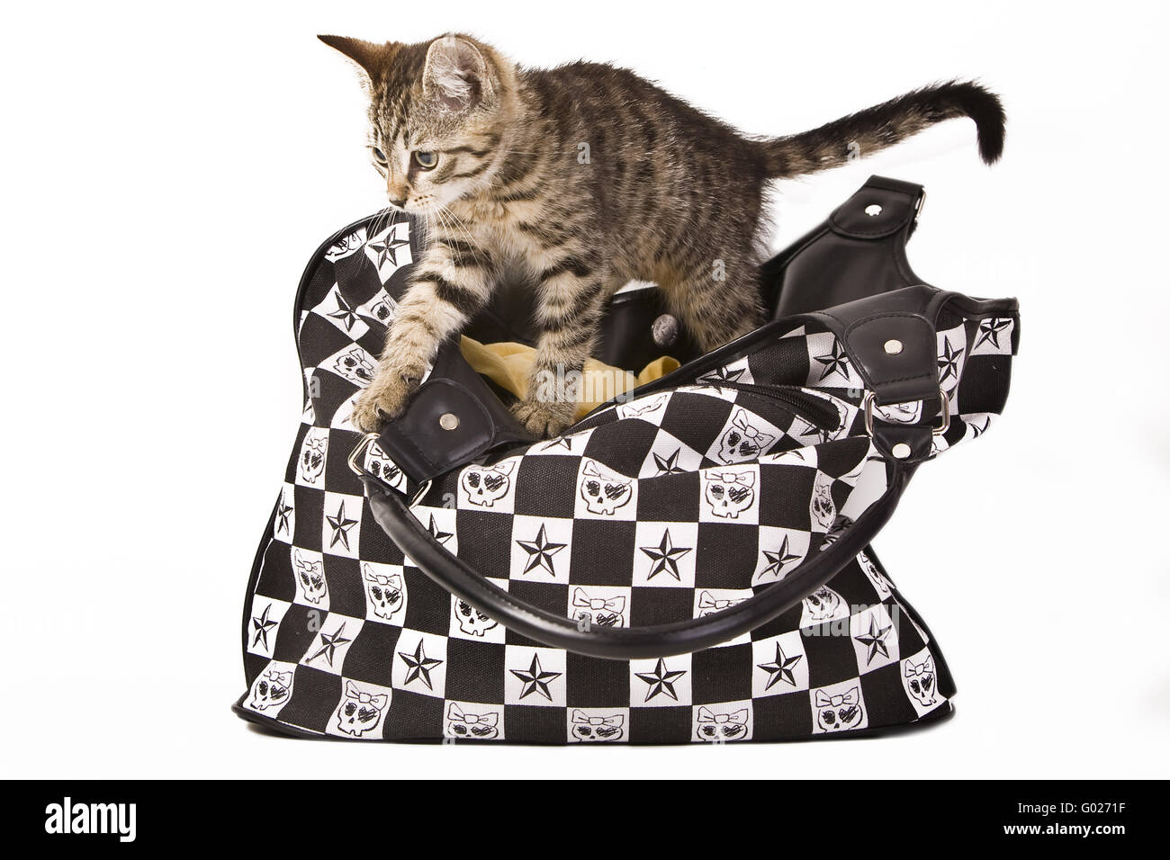 kitten in a bag Stock Photo Alamy