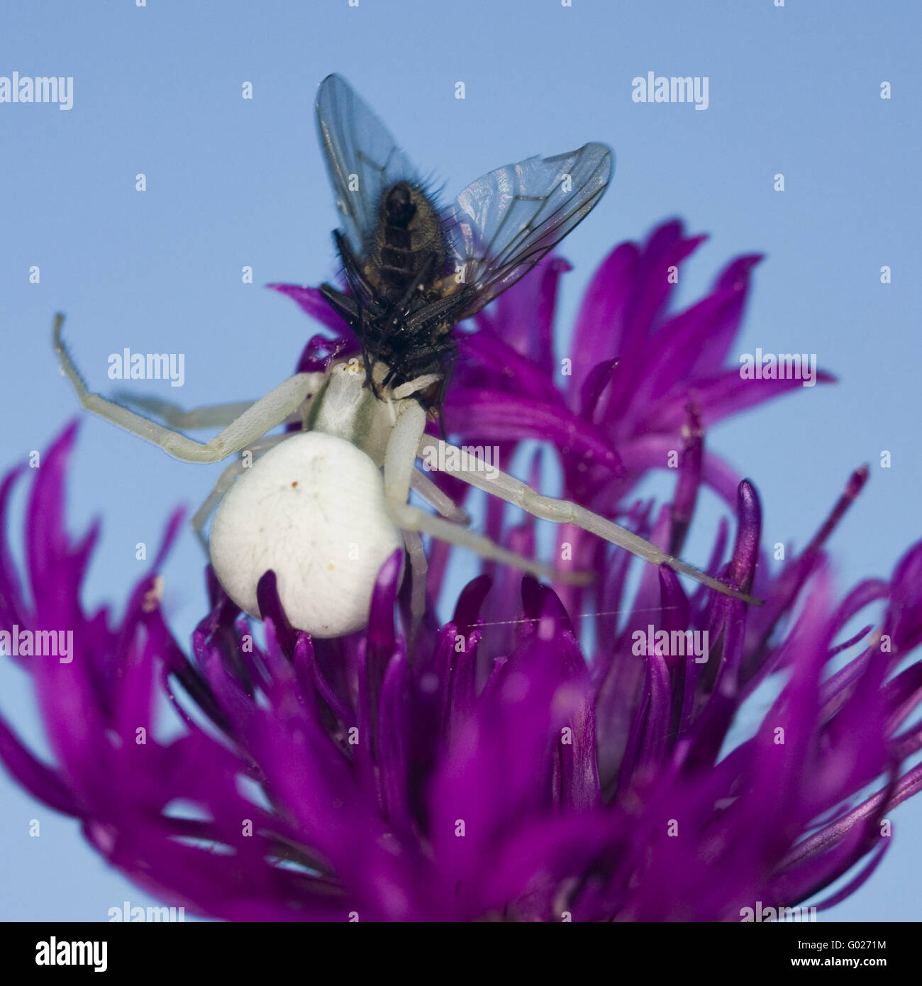 Flying crab spider hires stock photography and images Alamy