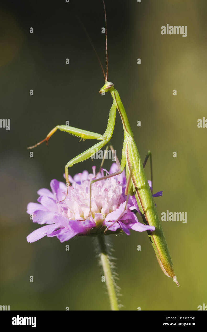 Praying Mantis (Mantis religiosa) on a  Field Scabious (Knautia arvensis) Stock Photo