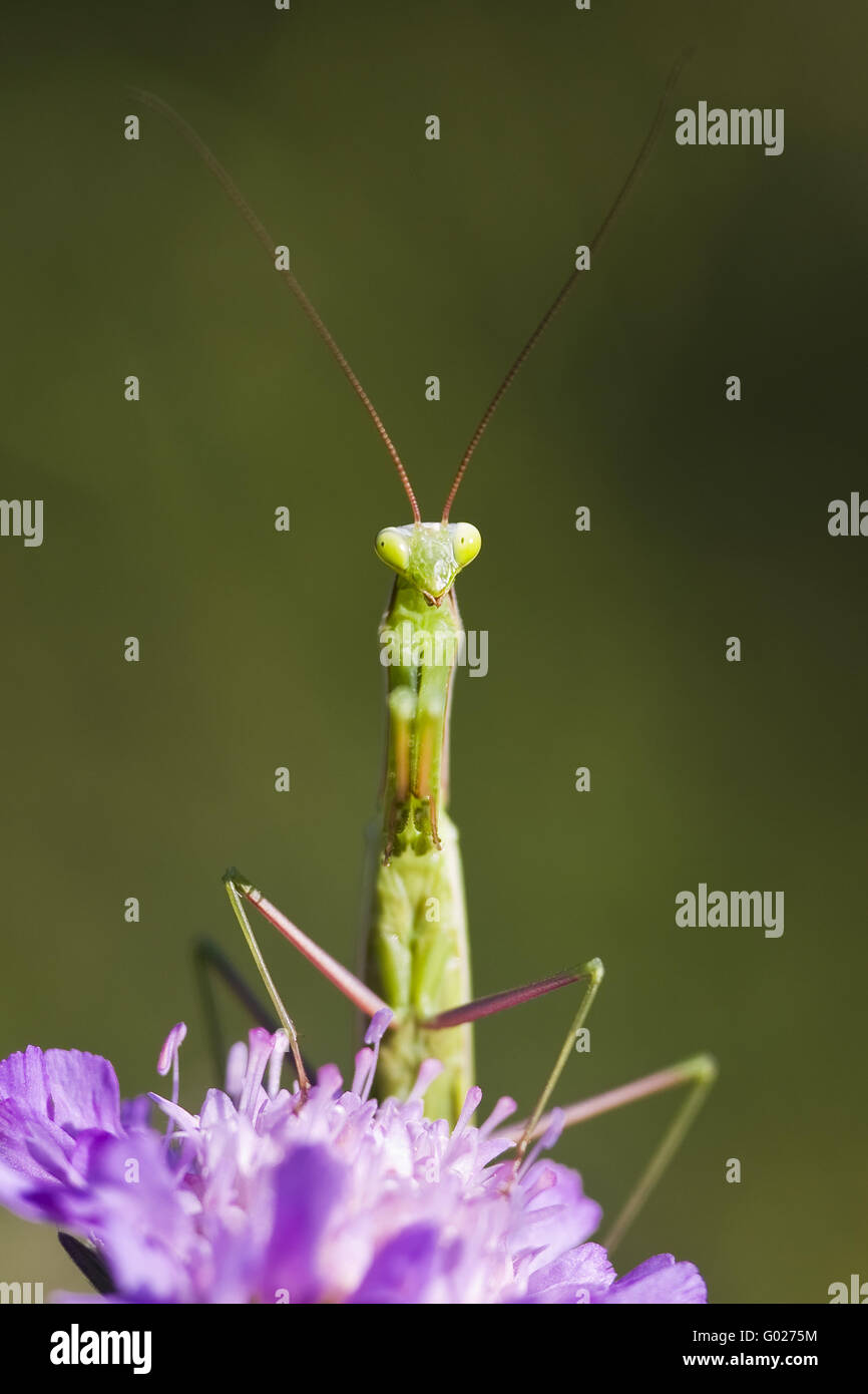 Praying Mantis (Mantis religiosa) on a  Field Scabious (Knautia arvensis) Stock Photo