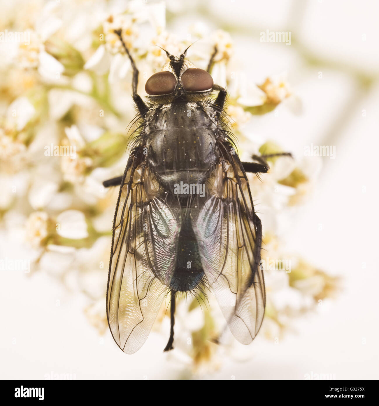 fly of the dead (Cynomyia mortuorum) Stock Photo