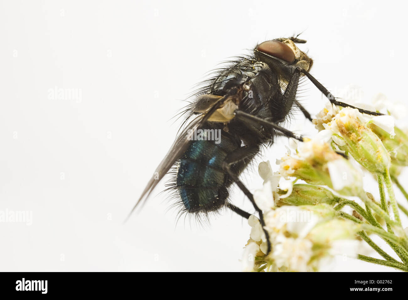 fly of the dead (Cynomyia mortuorum) Stock Photo