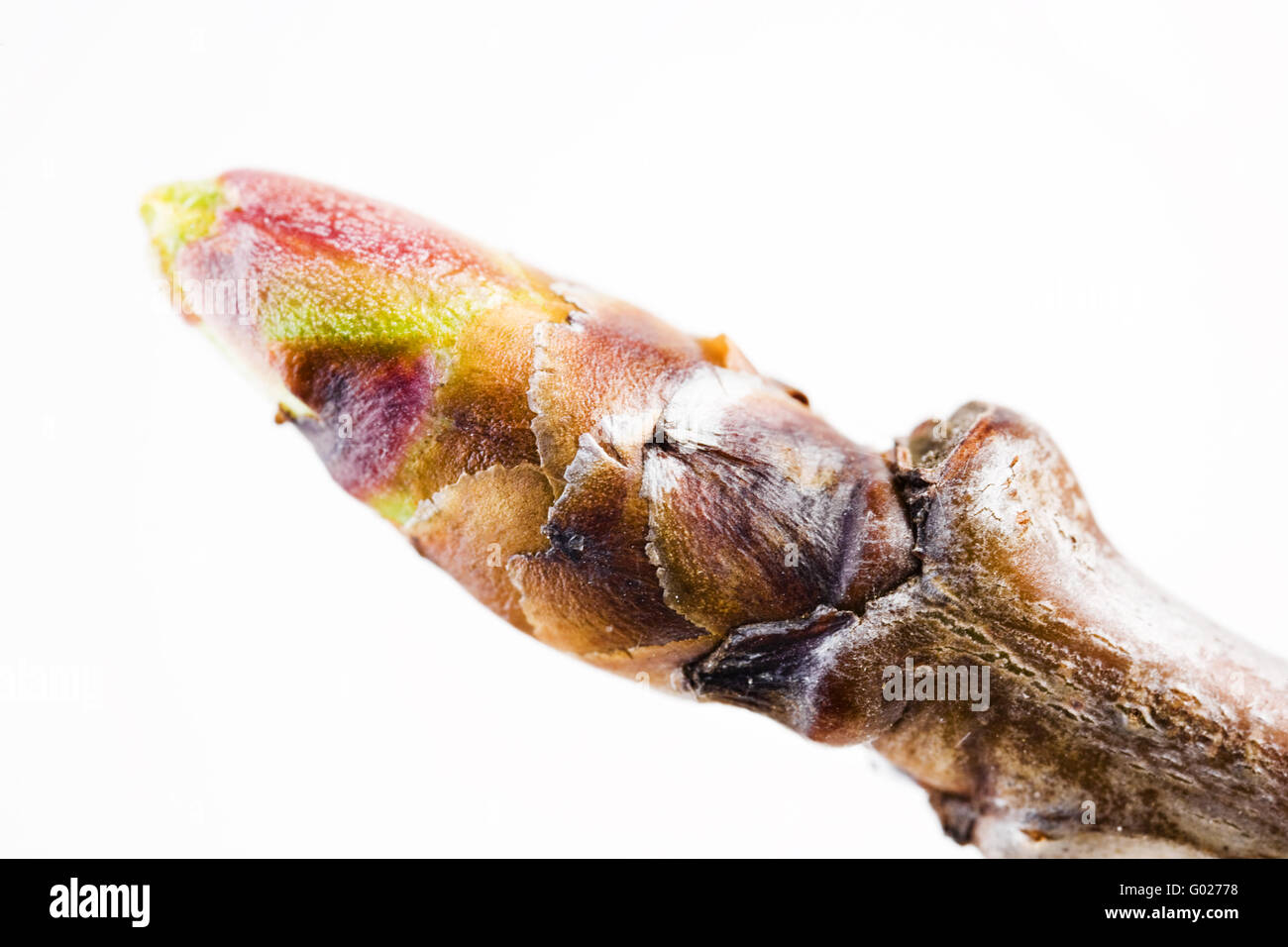 limb from a  sour cherry in springlike Stock Photo