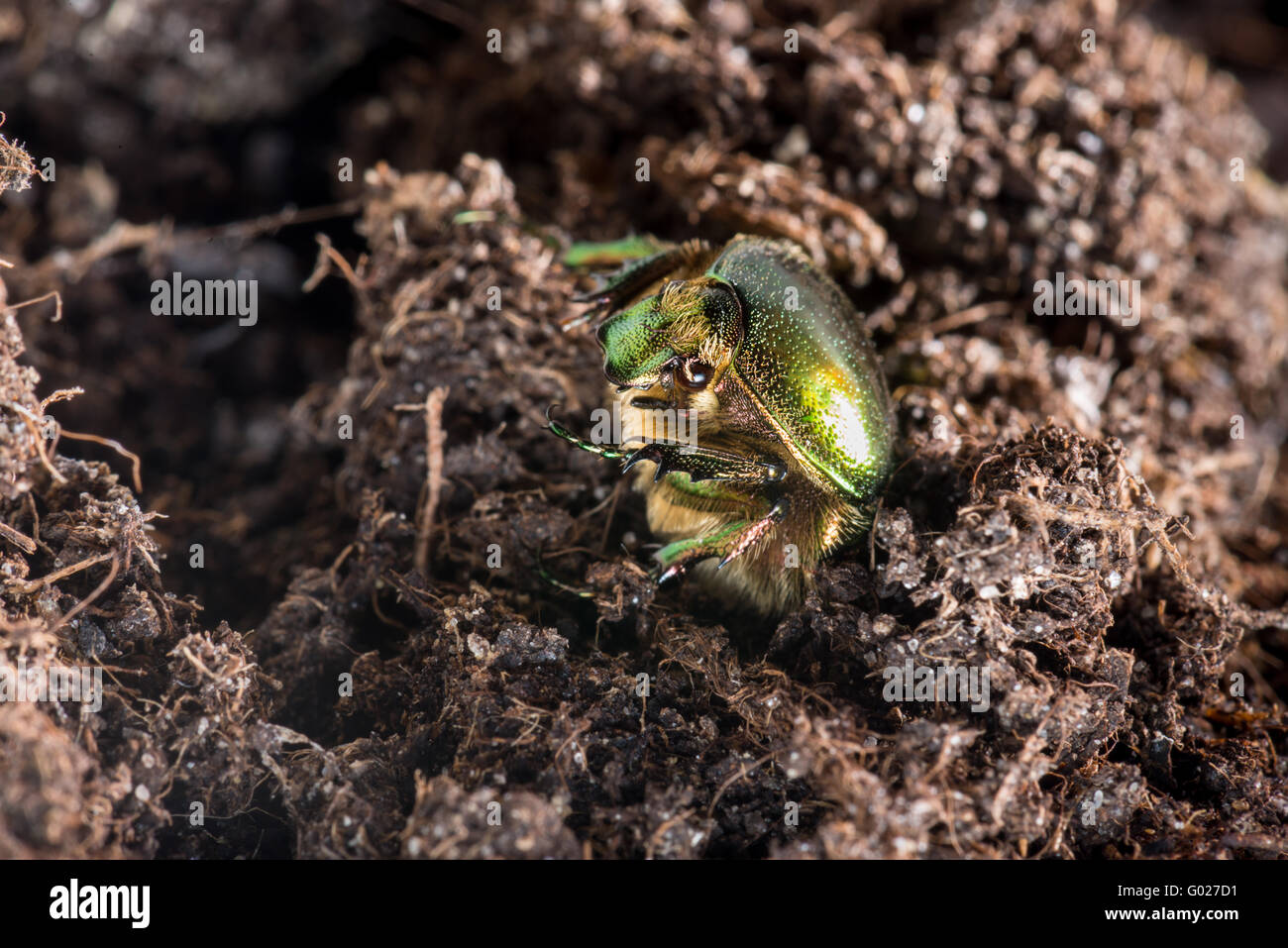 Rose chafer, Cetoniinae, Cetonia aurata, rose chafer, green rose chafer, metallic body structurally, colored paint, green; Necta Stock Photo