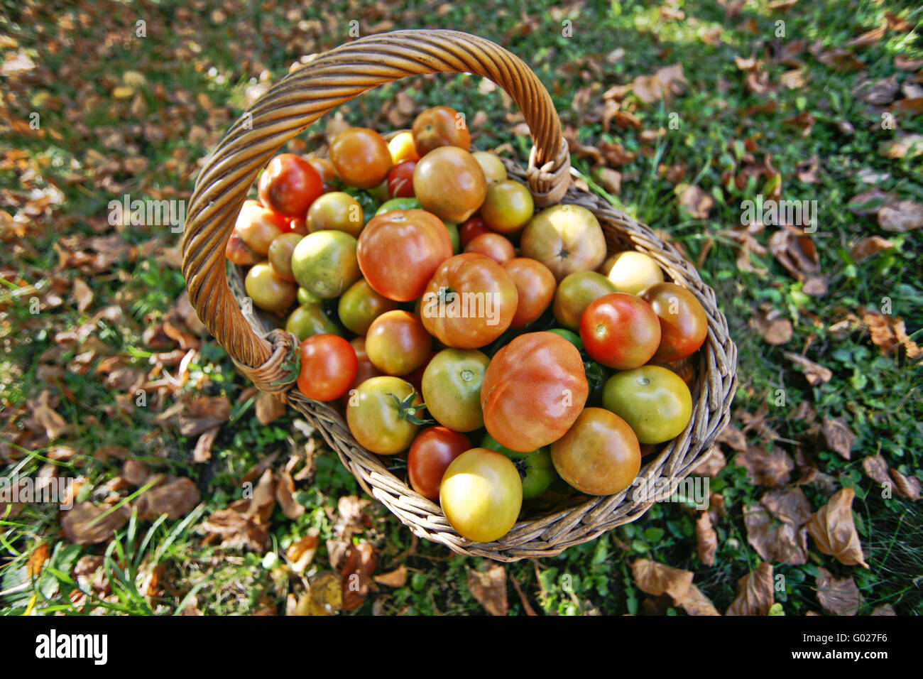 tomatoes in a basket Stock Photo - Alamy