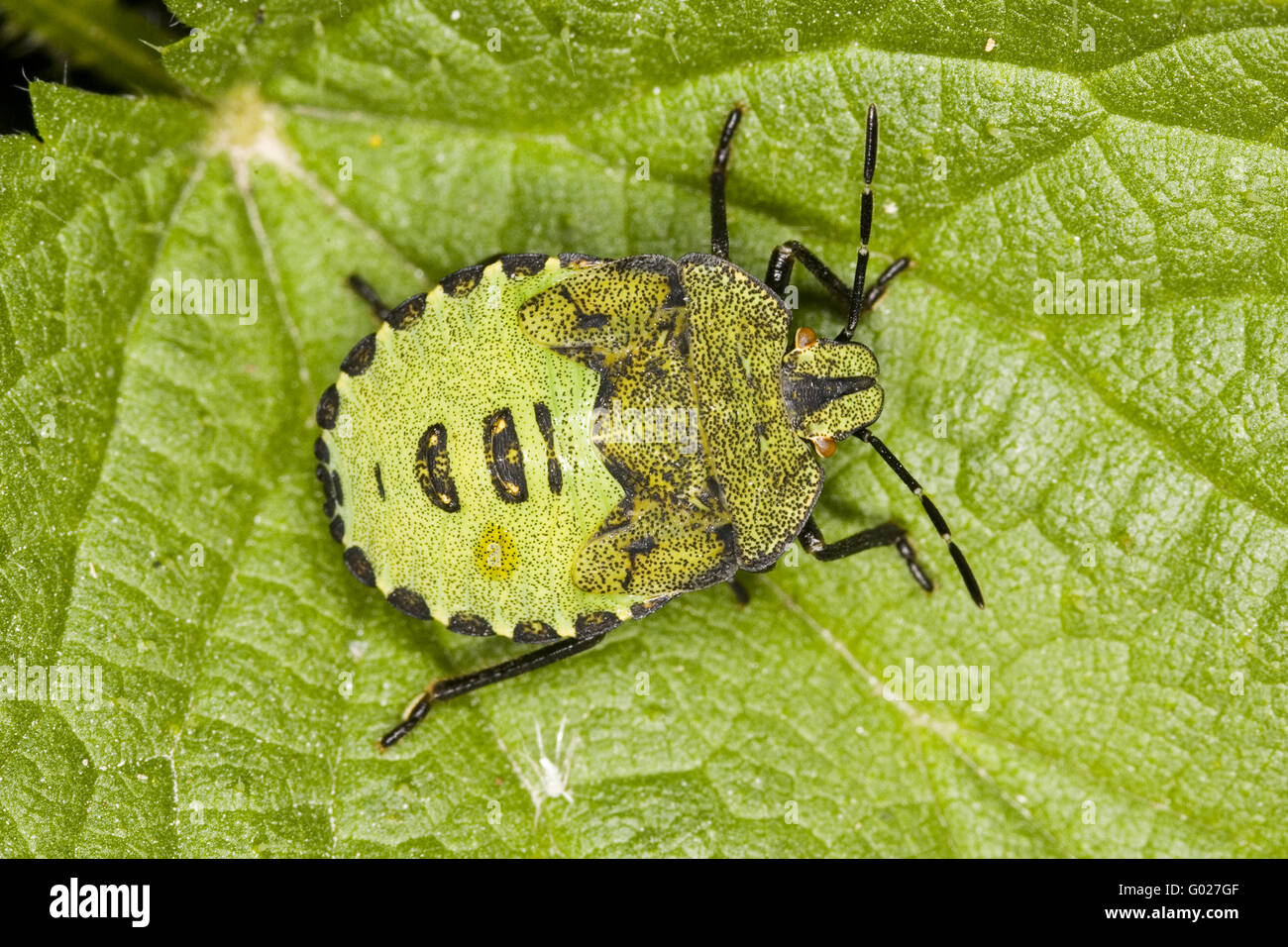 larva of a green stink bug  (Palomena prasina) Stock Photo