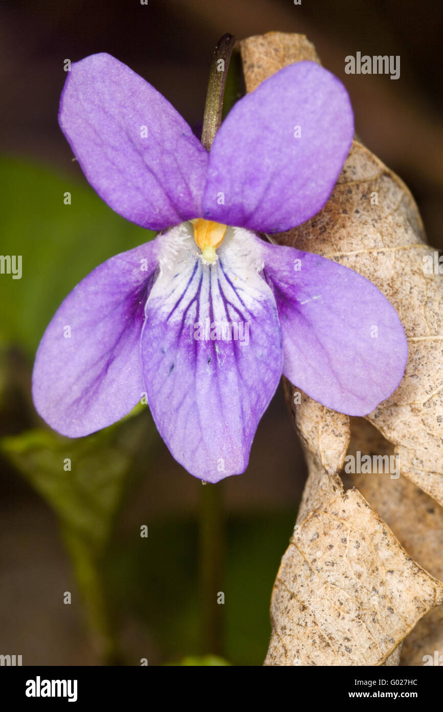 blossoming violets Stock Photo