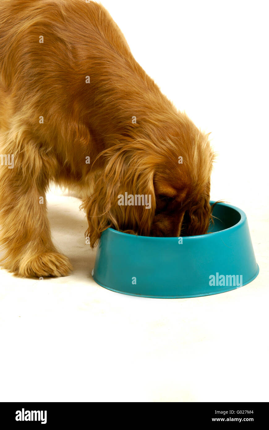 Dog eating out of a bowl Stock Photo Alamy