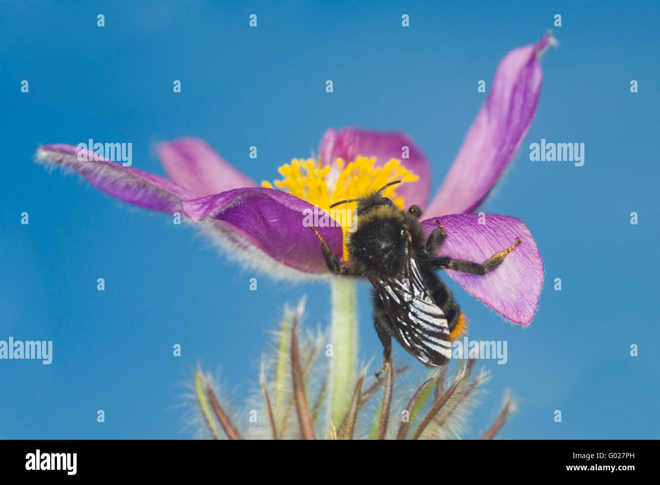 Puff tailid bumblebee ((Bombus terretris) on a  common pasque flower (Pulsatilla vulgaris) Stock Photo