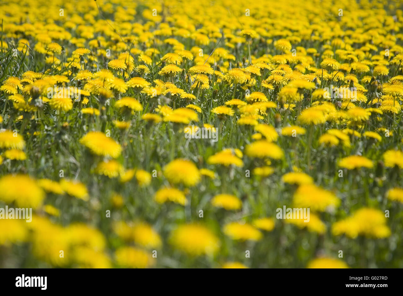 meadow with dandelions Stock Photo