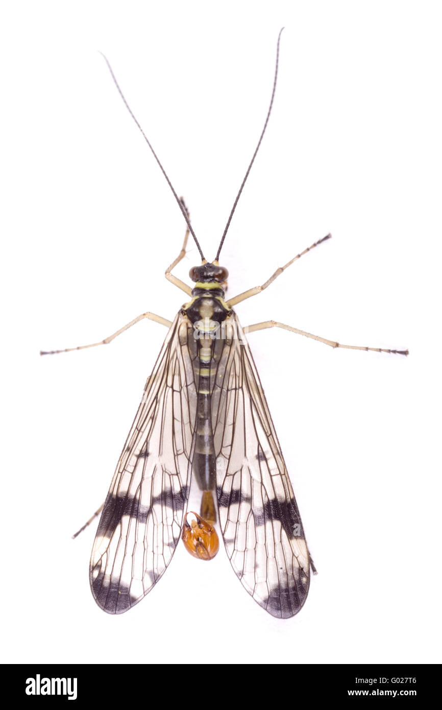 Scorpion flies (Panorpa communis) Stock Photo