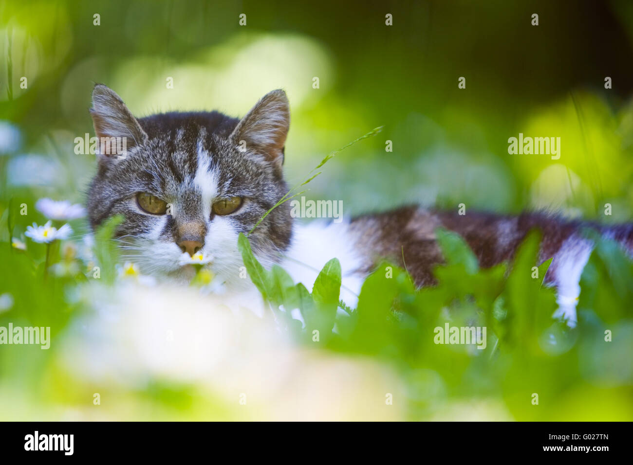 hoase cat on a meadow Stock Photo