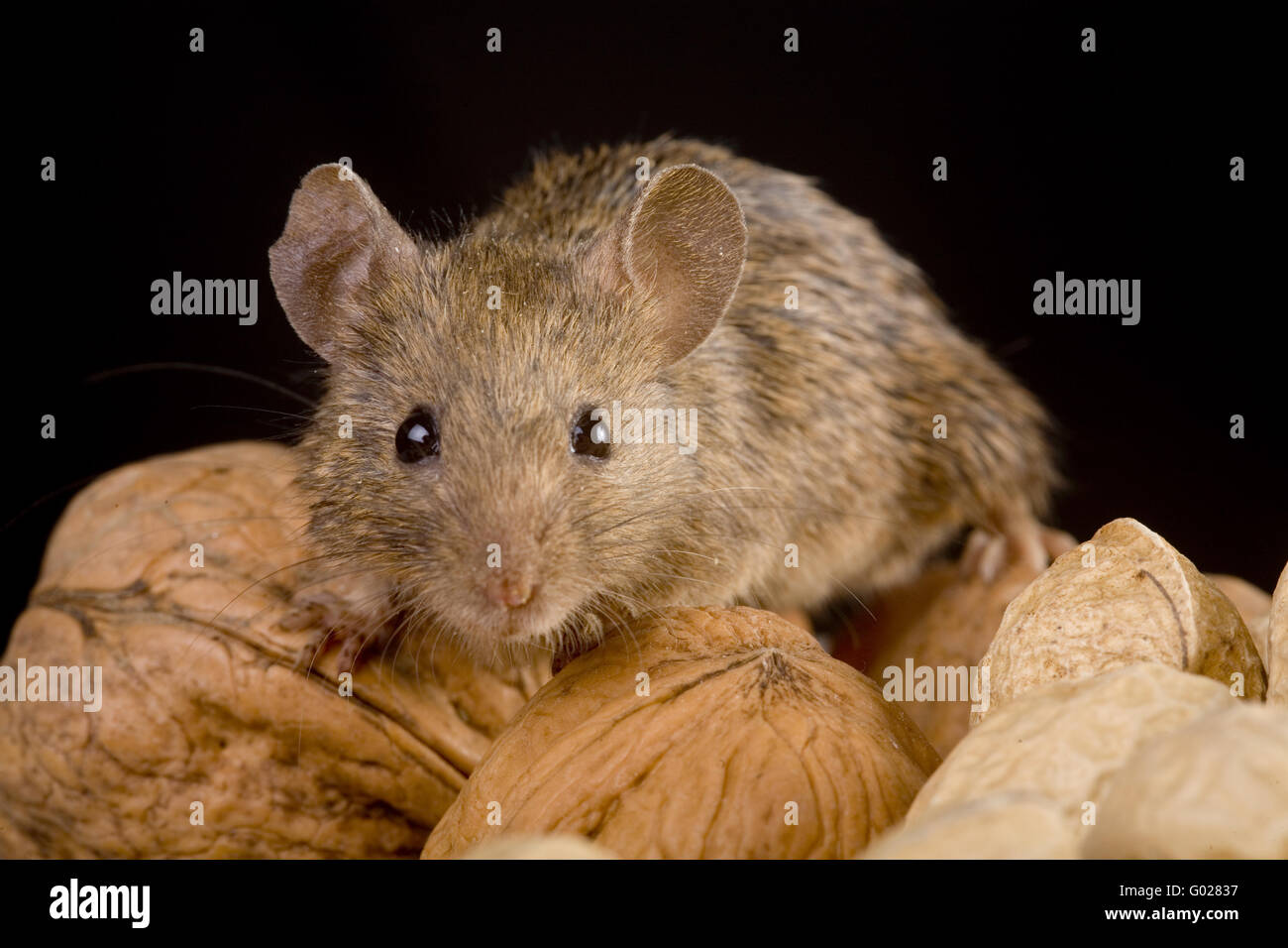 house mouse (mus musculus) with nuts Stock Photo