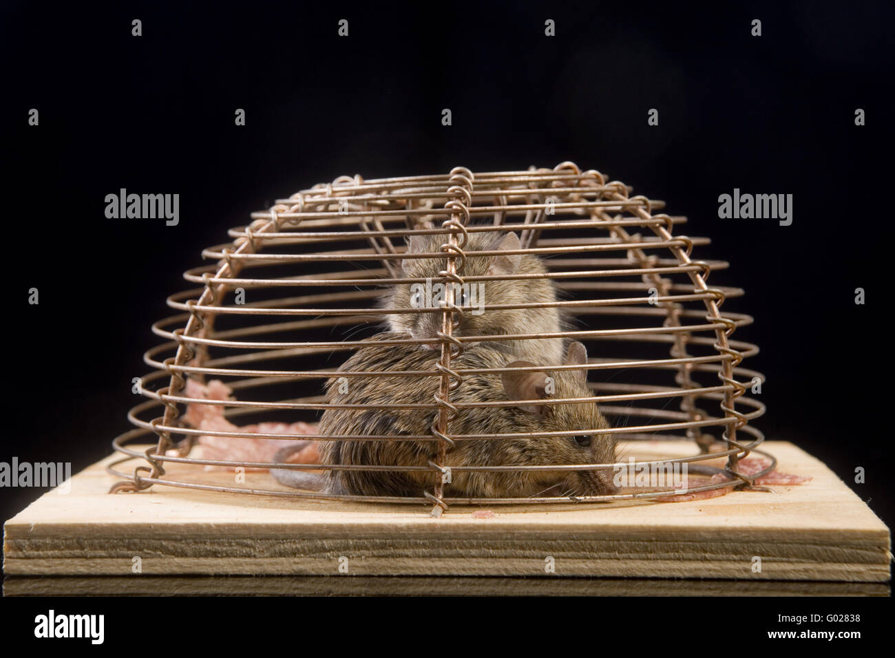 house mouse (mus musculus) in a  mousetrap Stock Photo