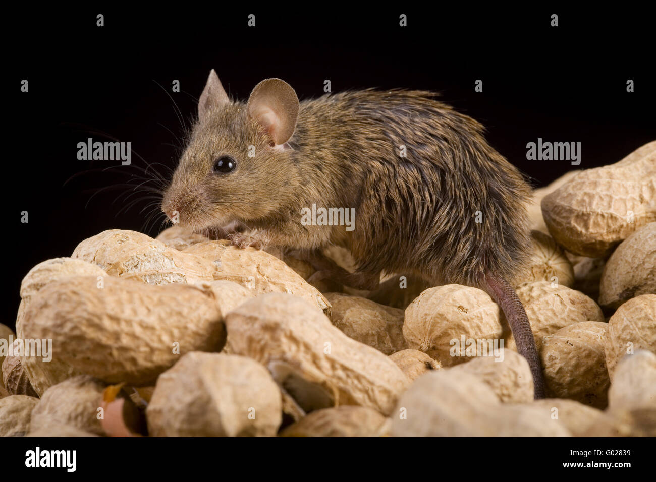 house mouse (mus musculus) with nuts Stock Photo