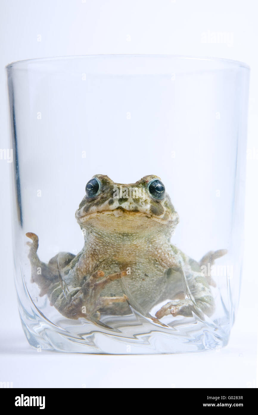 European green toad (Bufo viridis)  in a classes Stock Photo