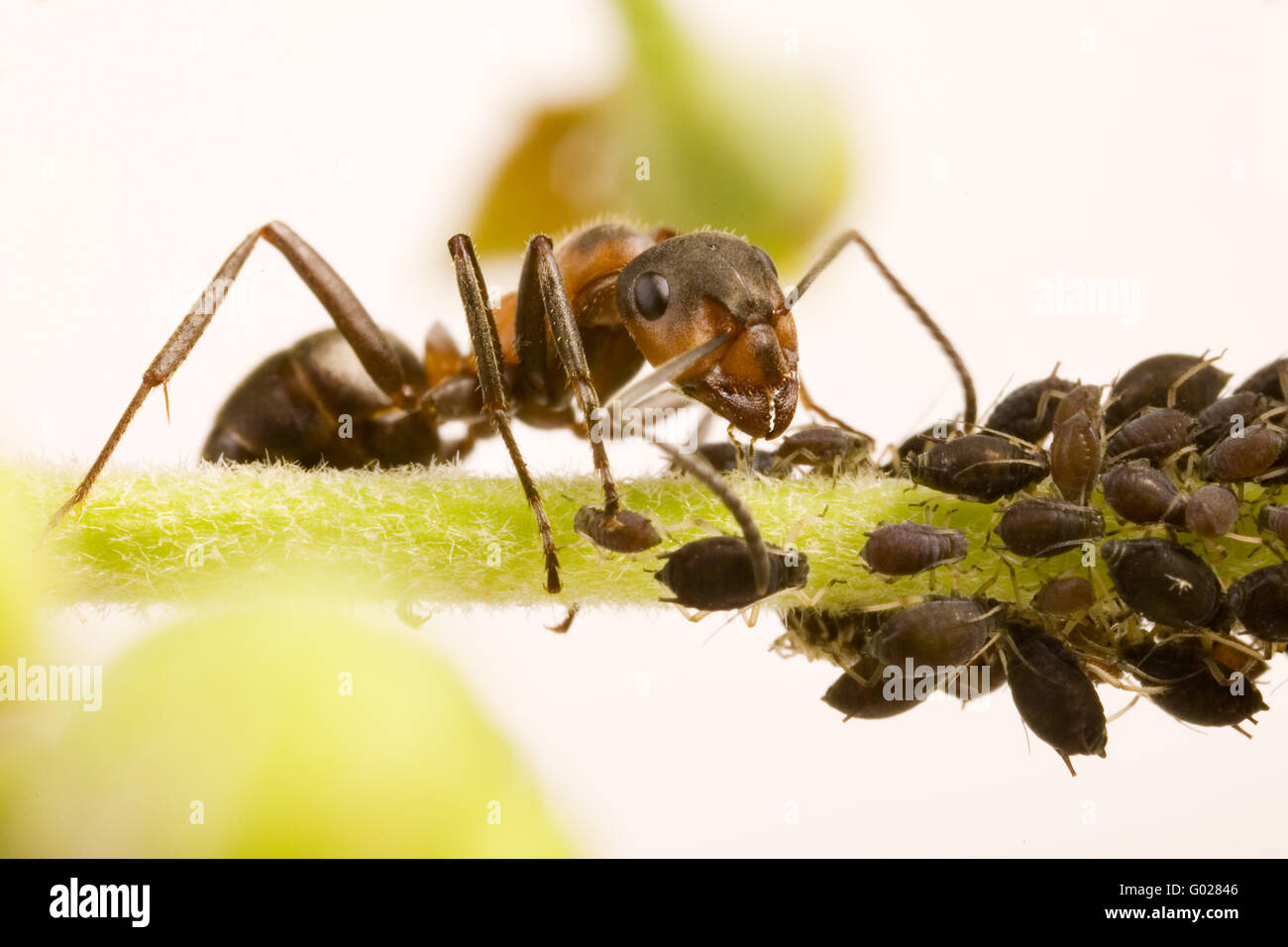 wood ant  (Formica rufa) with Black Bean Aphid (Aphis fabae) Stock Photo