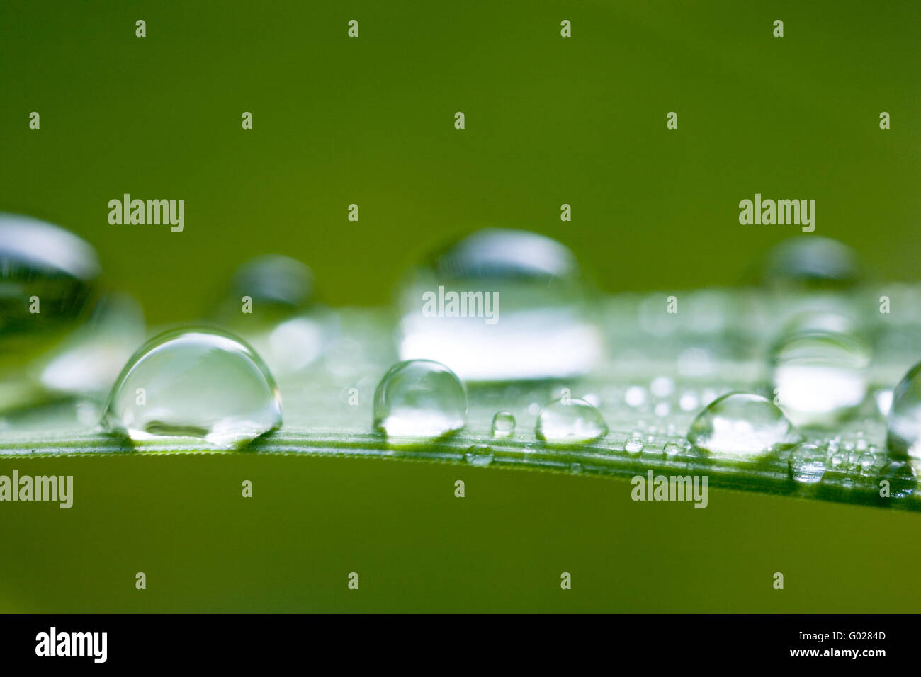 grass with waterdrops Stock Photo