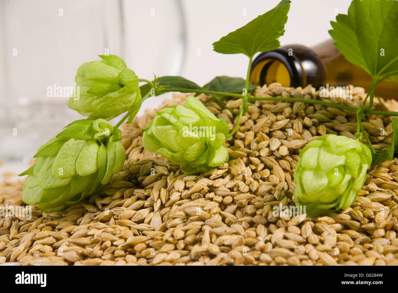 ingredients for brewing beer Stock Photo