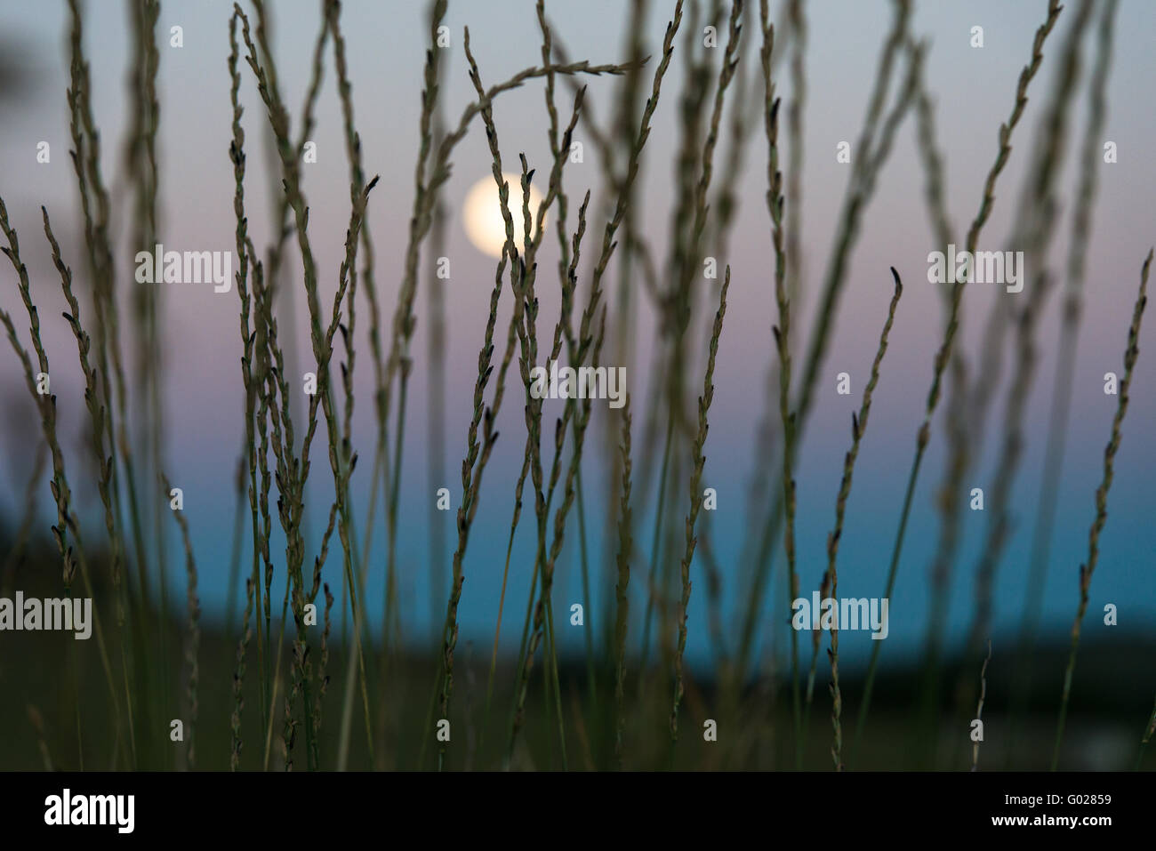 Blue moon behind a grass field Stock Photo
