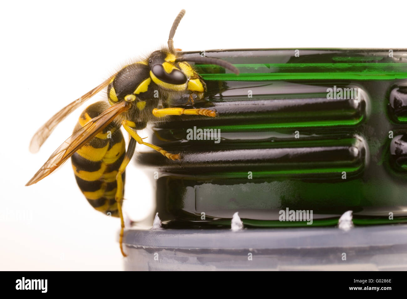 Vespula germanica  on a  plastic bottle Stock Photo