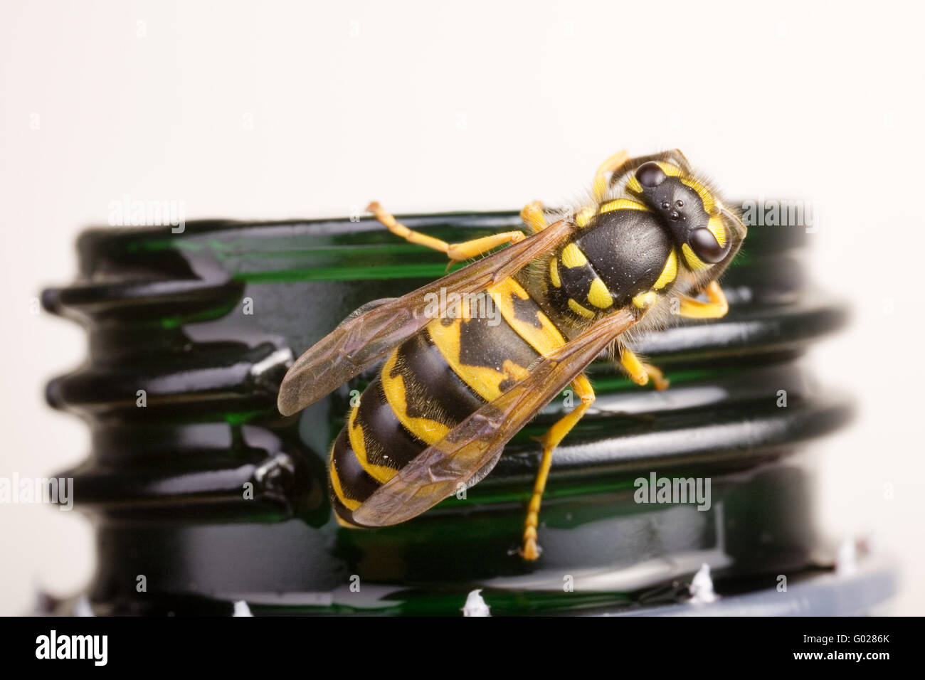 Vespula germanica  on a  plastic bottle Stock Photo