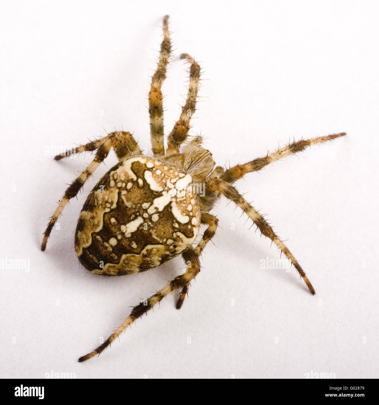 garden spider (araneus diadematus) Stock Photo