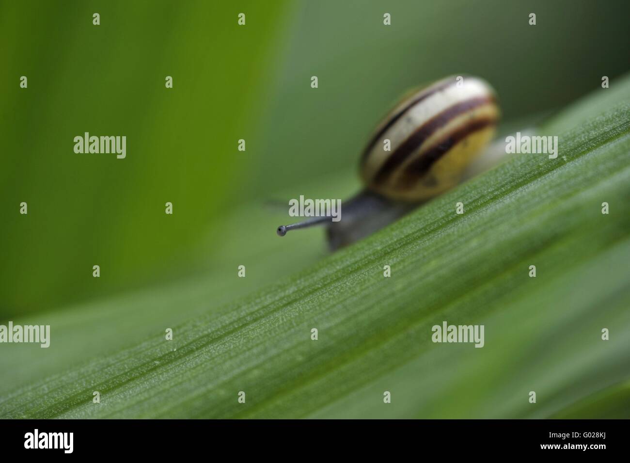 Slow Creeping High Resolution Stock Photography and Images - Alamy
