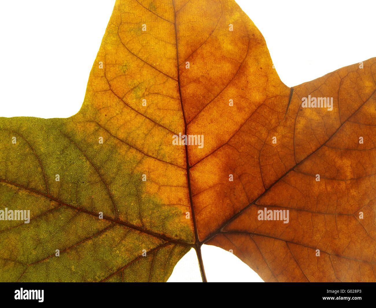 close-up of an autumn leave on white background Stock Photo