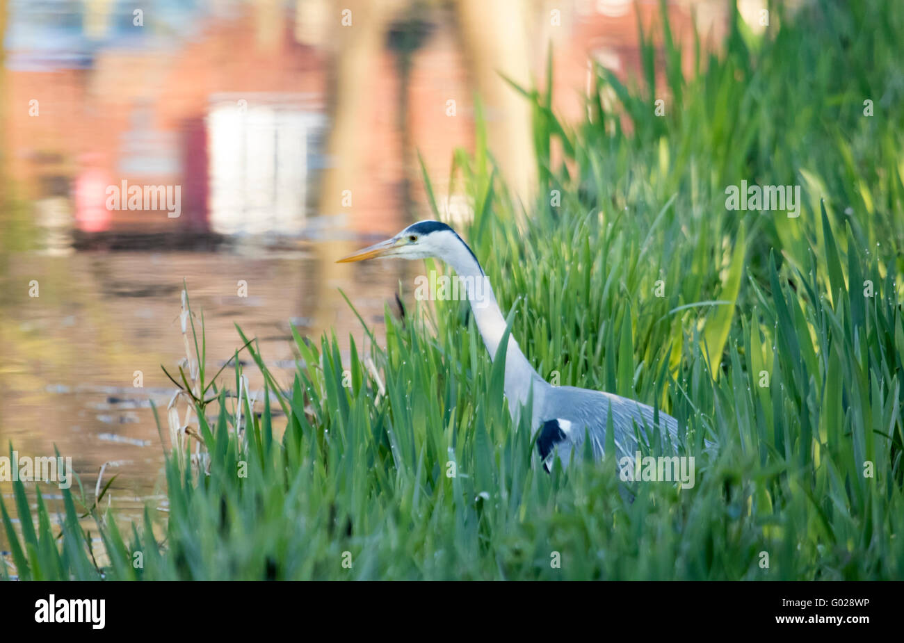 European Grey Heron (Ardea Cinerea). Stock Photo