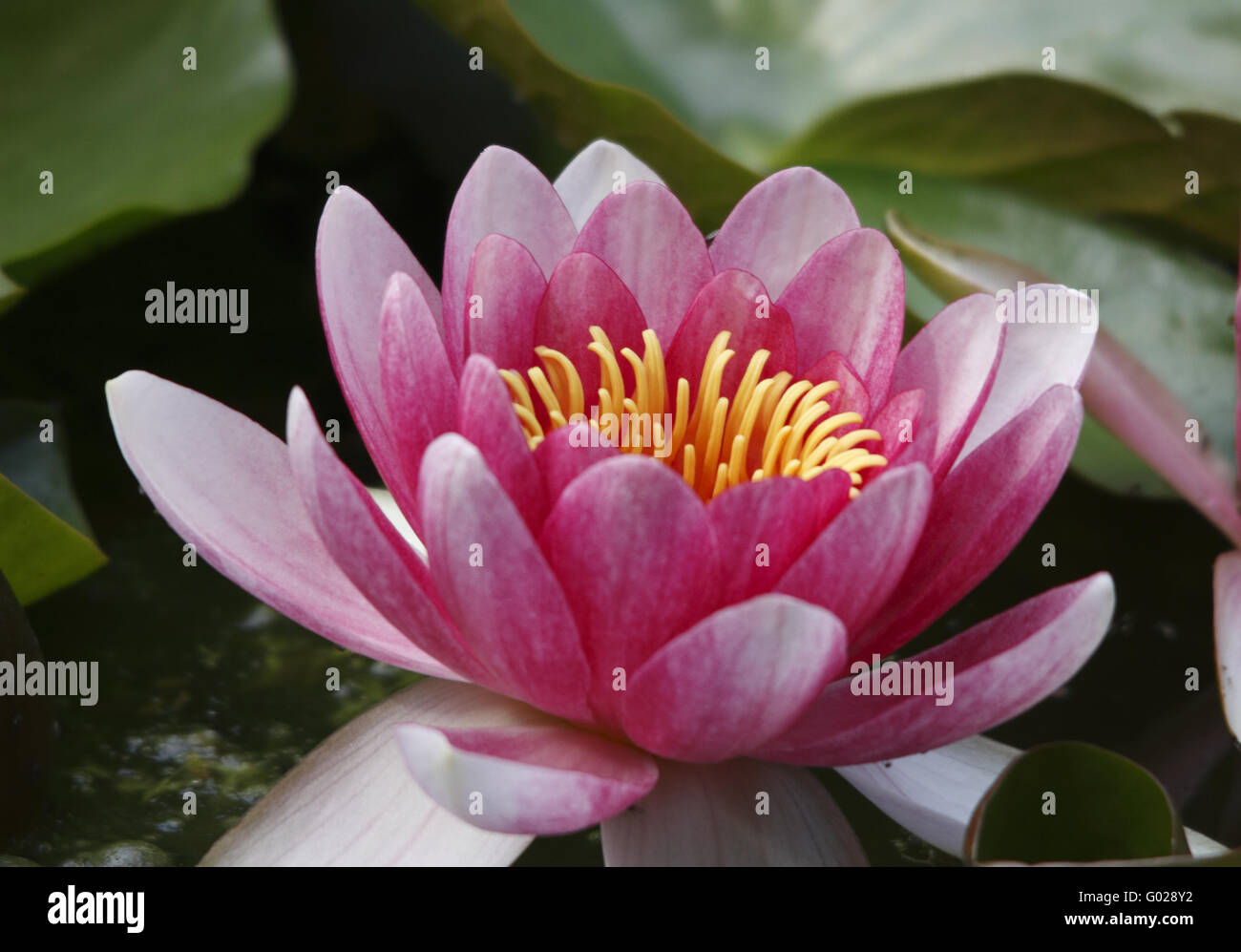 Water lily Stock Photo