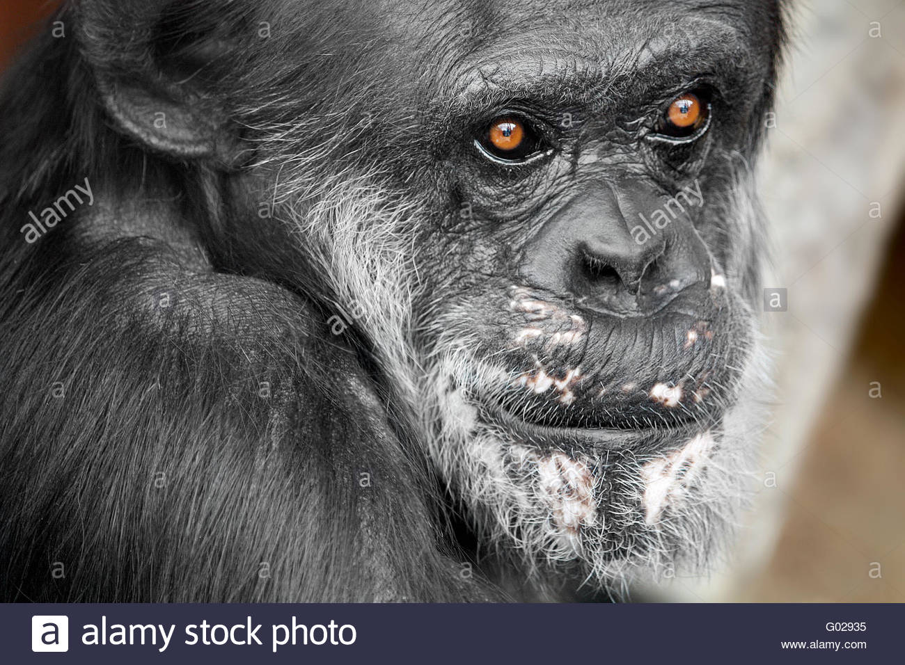 Chimpanzee Eyes Stock Photos & Chimpanzee Eyes Stock Images Alamy