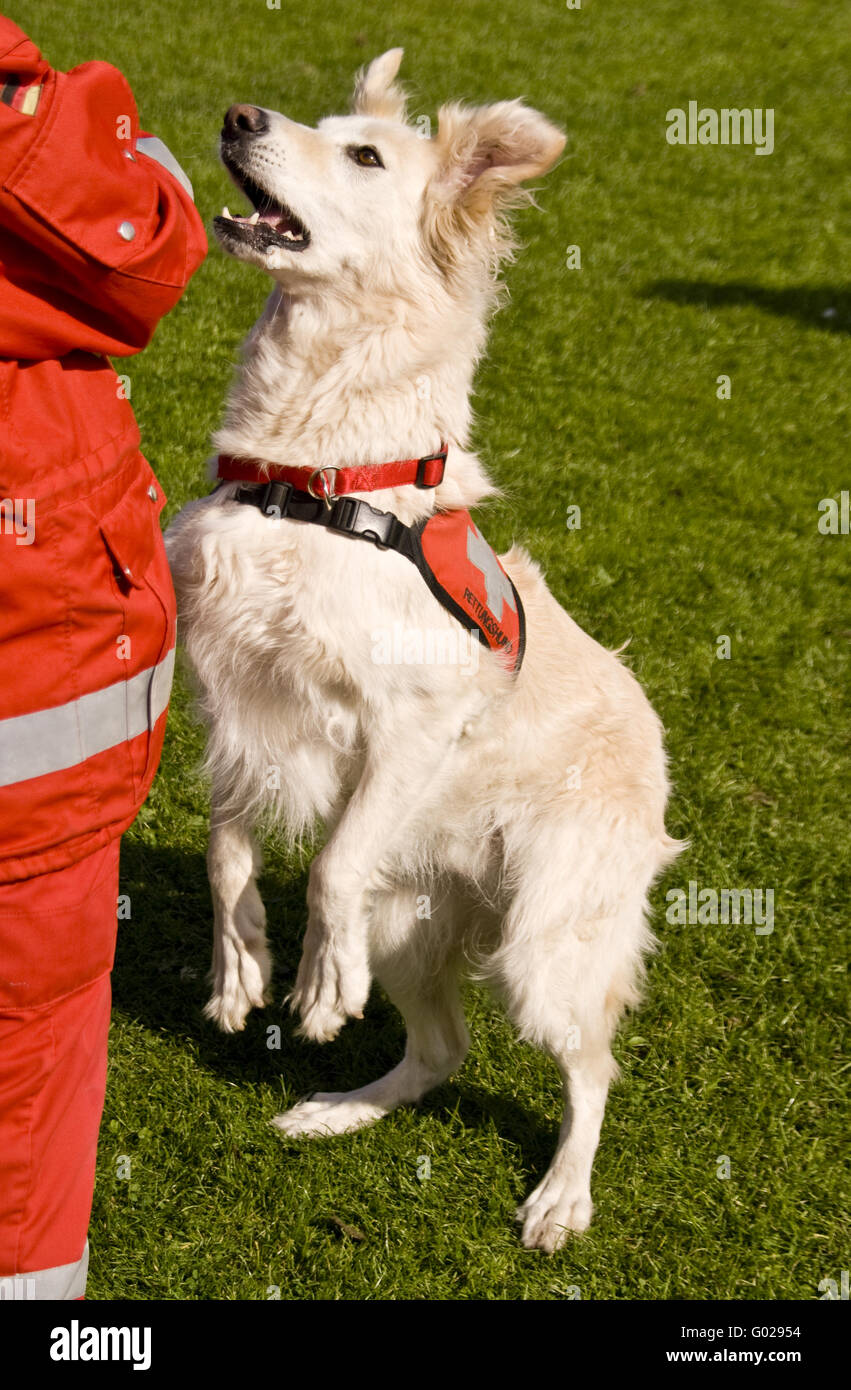 Rescue Dog Stock Photo