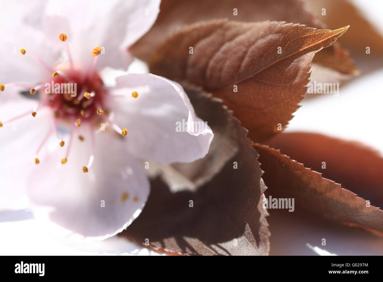 blood plum blossom macro on white Underground Stock Photo