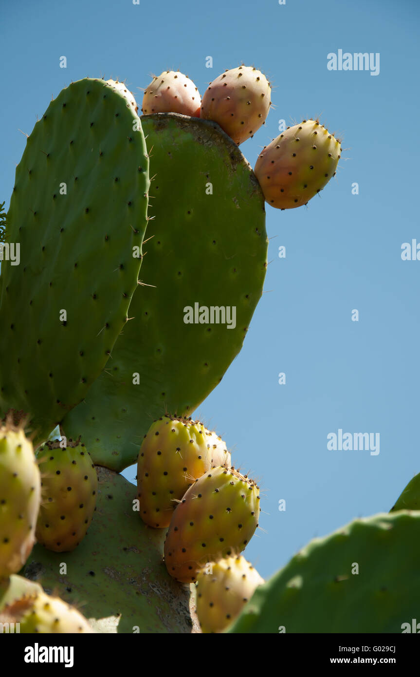 fig prickly pear Stock Photo