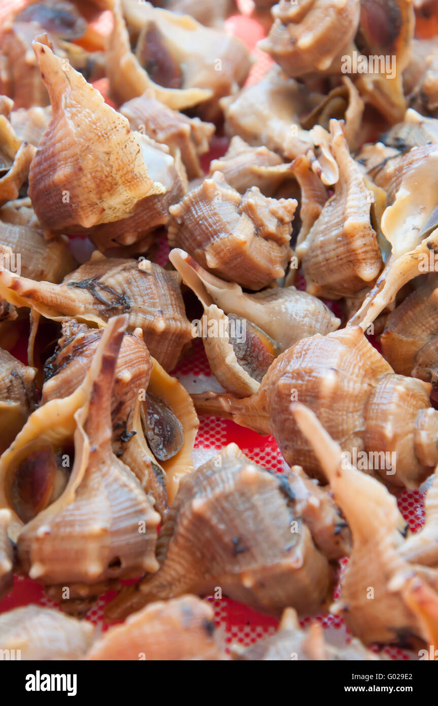 Snail of sea Stock Photo