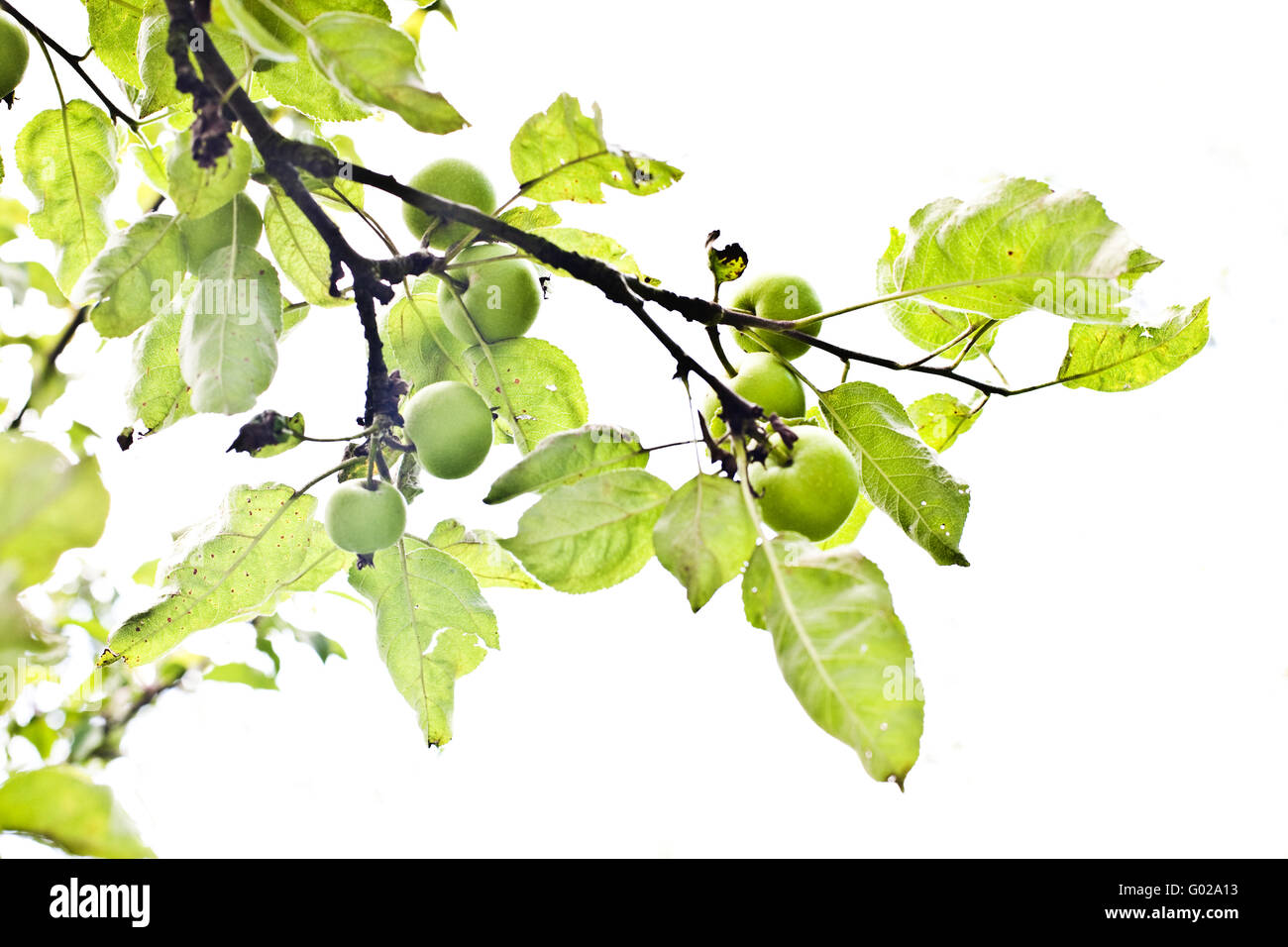 apple tree limb Stock Photo - Alamy