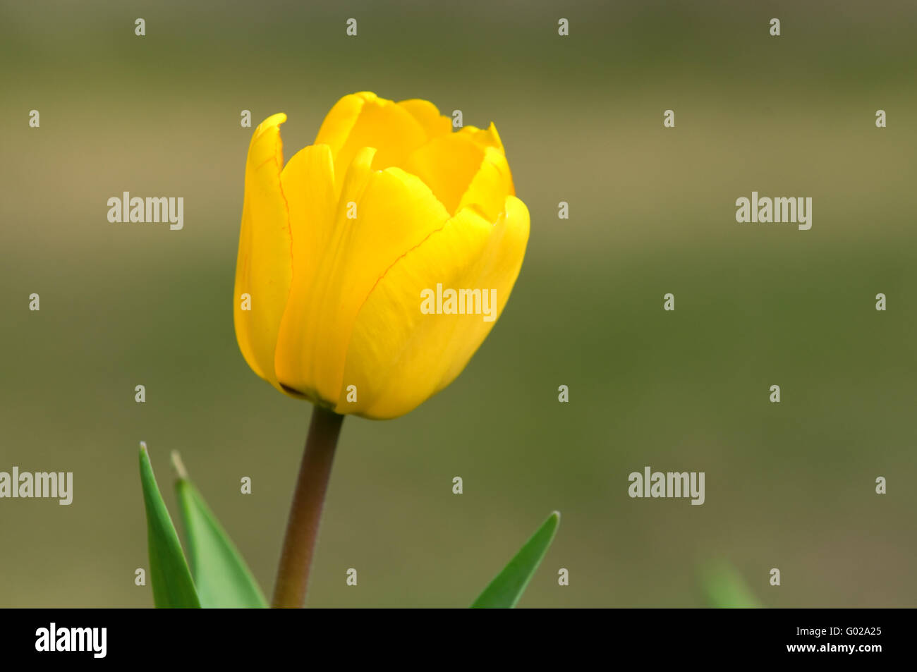 The close up view of a single yellow tulip over green background Stock ...