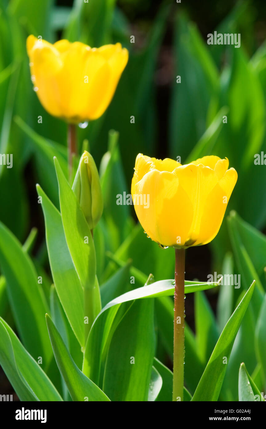 Close view of two yellow tulips with green background Stock Photo - Alamy