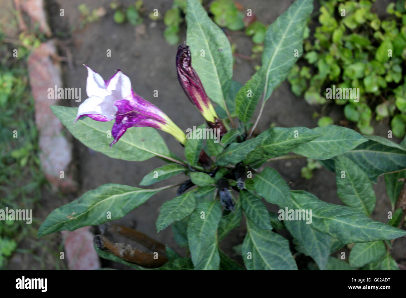 Datura metel, devil's trumpet, cultivar with narrow leaves and crmpled purple flowers, funnel shaped, ornamental, medicinal Stock Photo
