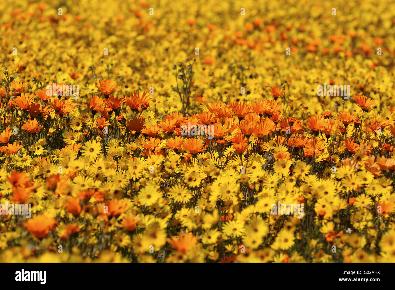 Spring flower display,  Namaqualand, South Africa Stock Photo