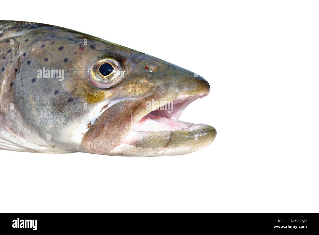 Animal Gills Stock Photos & Animal Gills Stock Images Alamy