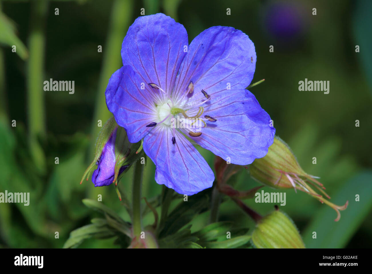 Macro images of the blossom from a Cranesbill Stock Photo