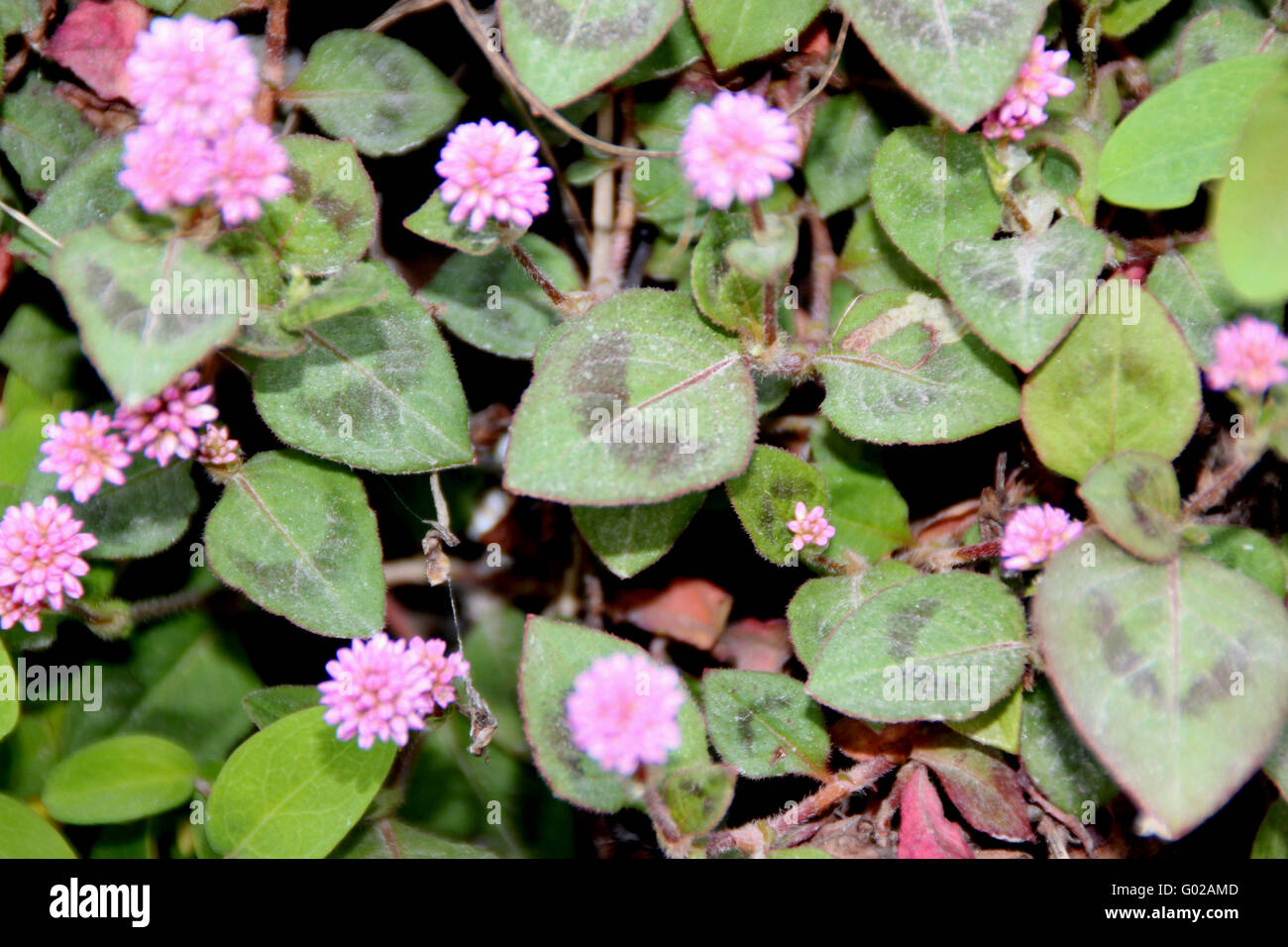 Persicaria capitata, family Polygonaceae, creeping perennial herb with ovate leaves with two purple patches  and pink flowers Stock Photo